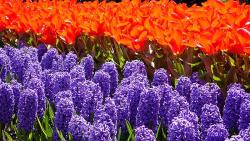 Blumenmeer - Busreise nach Holland und Belgien