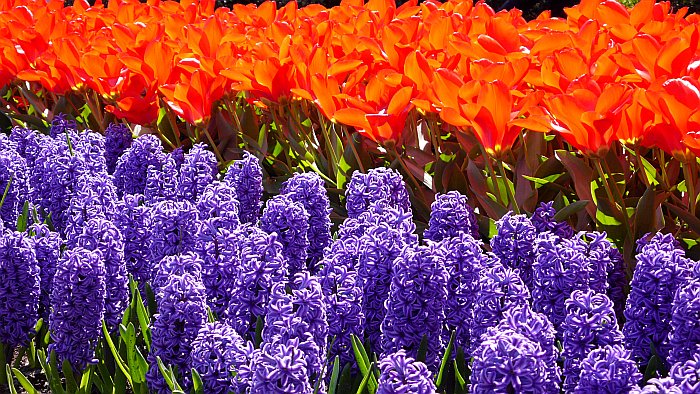 Tulpenblüte mal anders