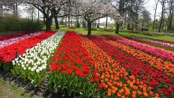 Tulpenmeer im Keukenhof - Busreise nach Holland und Belgien