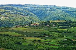 Weinberge auf Istrien © Vanessa Desiré Dazzy auf Pixabay