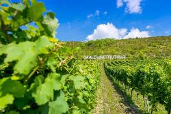 Weinberge Saale-Unstrut © Christoph Keller