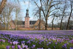 Reise zur Krokusblüte nach Husum