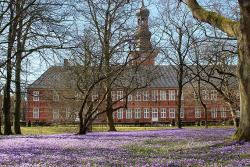 Reise zur Krokusblüte in Husum © Michel auf Pixabay