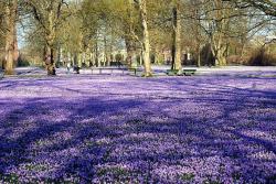 Reise zur Krokusblüte nach Husum