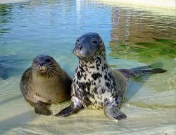 Lili und Nemi in der Seehundstation