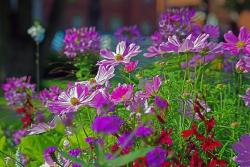 Gartenschau © Chris auf pixabay