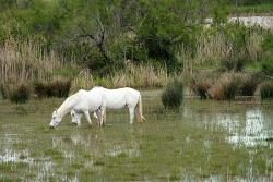 Malerisches Südfrankreich - Wildpferde in der Camargue