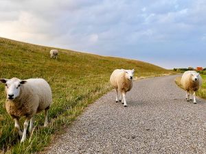 Schafe am Deich © Ria auf Pixabay