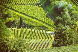 Weinlandschaft Kaiserstuhl © Ilo auf Pixabay