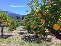 Soller Ecovinyassa - Zitronen- und Orangenanbau © Sebastian Meuter