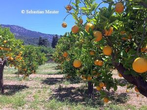 Soller Ecovinyassa - Zitronen- und Orangenanbau © Sebastian Meuter