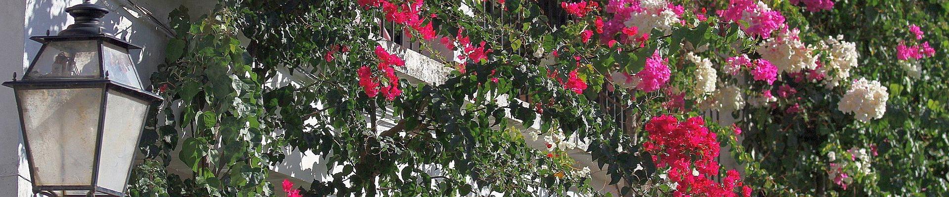 Bouganvillea auf Mallorca © Anne und Saturino Miranda auf Pixabay