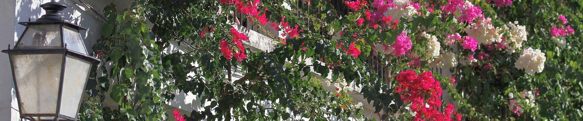 Frühling auf Mallorca © Anne und Saturino Miranda auf Pixabay