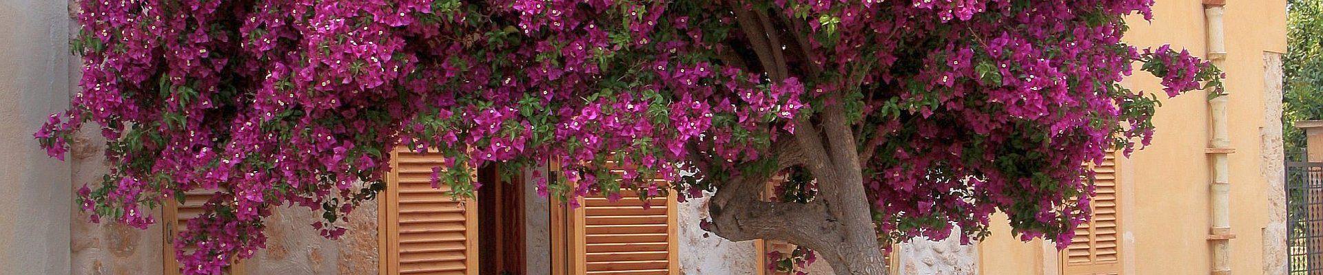 Bouganvillea auf Mallorca © ARalf Beilstein auf Pixabay