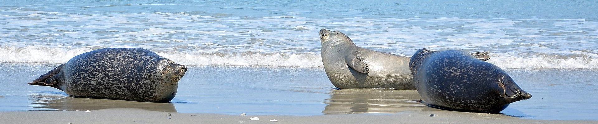 Seehundbänke bei Büsum - Tagesfahrten im Oktober