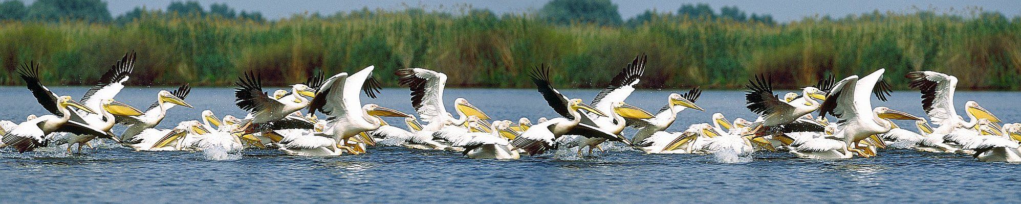 Pelikane im Donaudelta - Flusskreuzfahrten auf der Donau