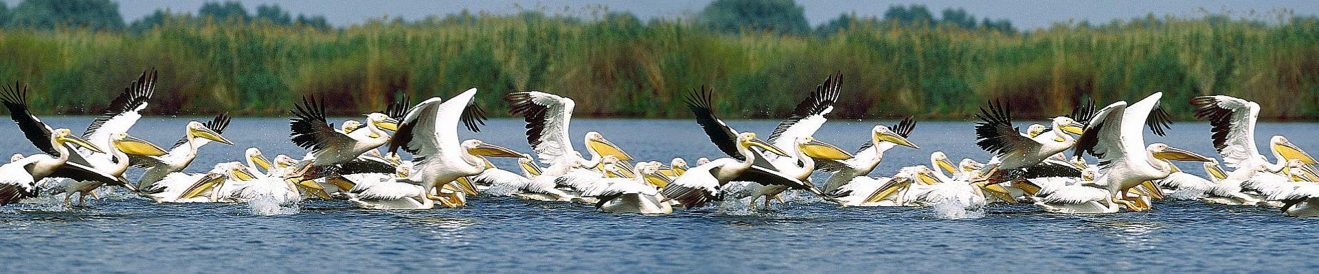 Pelikane im Donaudelta - Flusskreuzfahrten auf der Donau