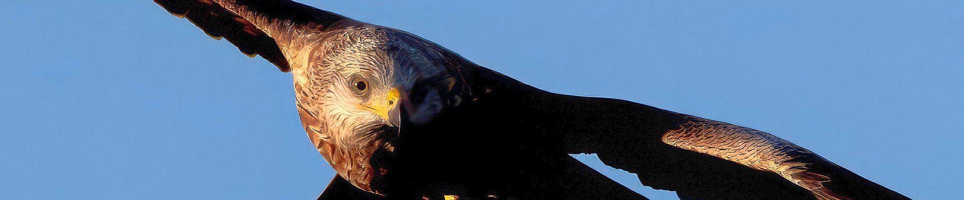 Flugschau © Kev auf Pixabay