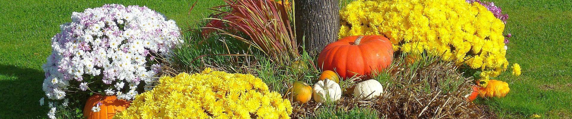 Gartenschau © Falko Fröhlich auf Pixabay