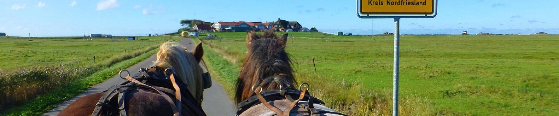 Hallig Hooge © Pixabay