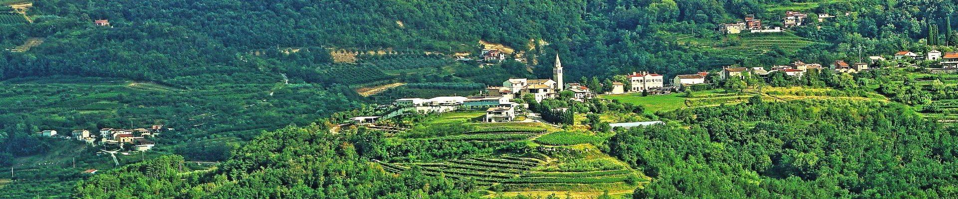 Weinberge auf Istrien © Vanessa Desiré Dazzy auf Pixabay