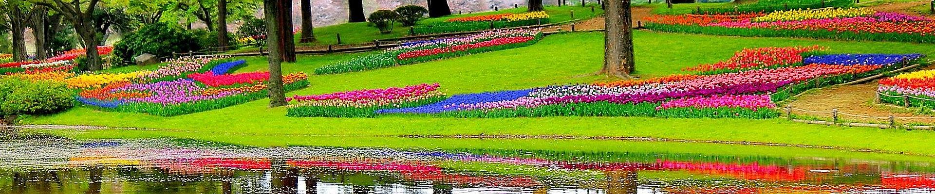 Keukenhof - Tulpenblüte