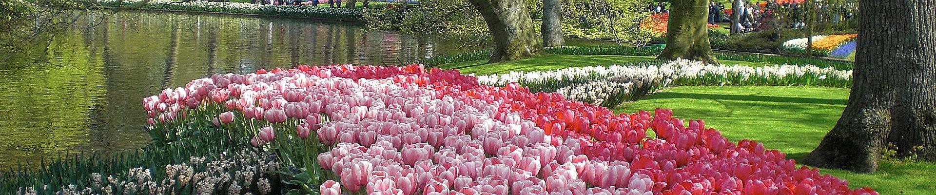 Tulpenpracht im Keukenhof