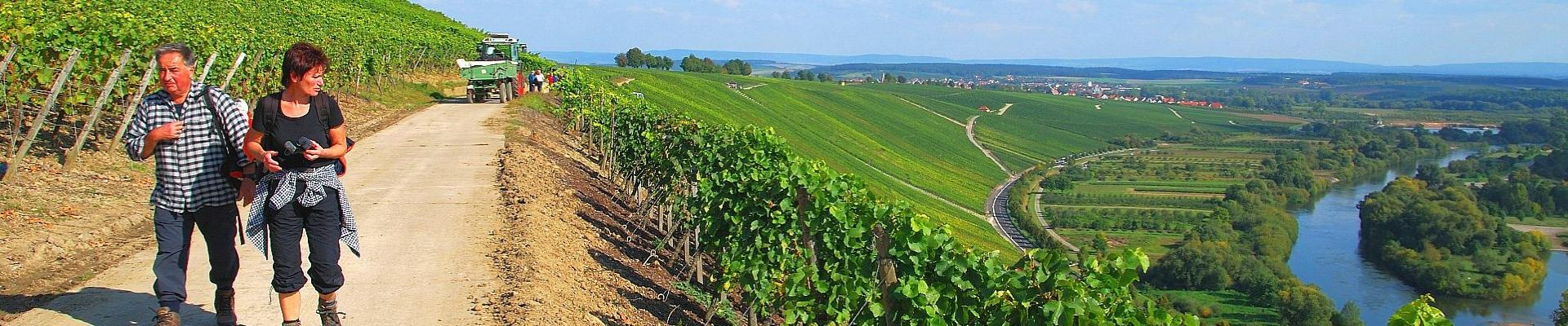 In den Weinbergen an der Mainschleife