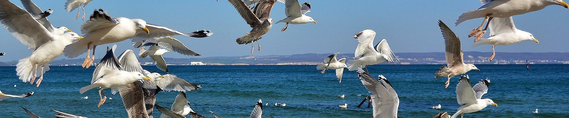 Saisonabschlussreise Insel Rügen - Möwen © Jürgen auf Pixabay
