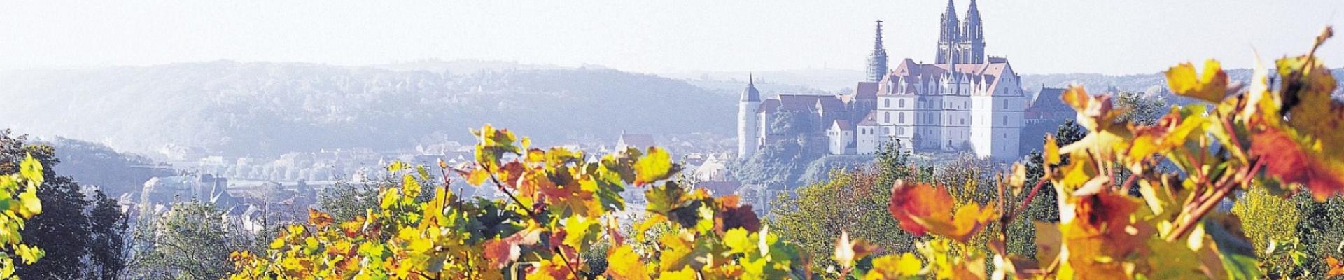 Goldener Herbst im Elbtal - Proschwitzer Weinberge © TMSG