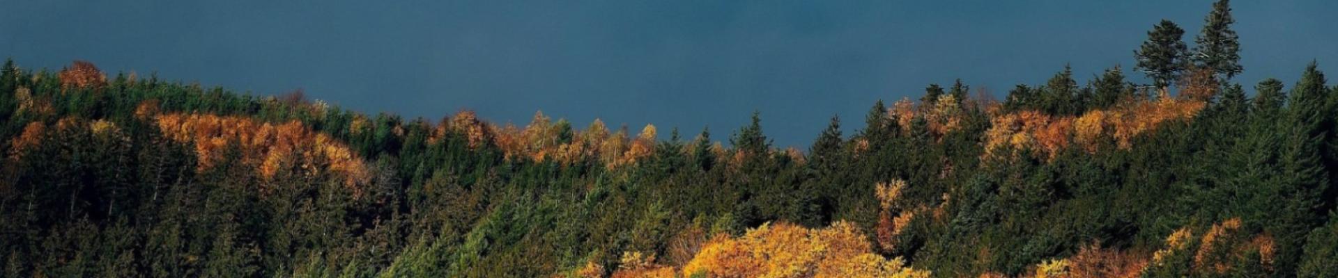 Reise zur Laubfärbung im Schwarzwald © Pixabay