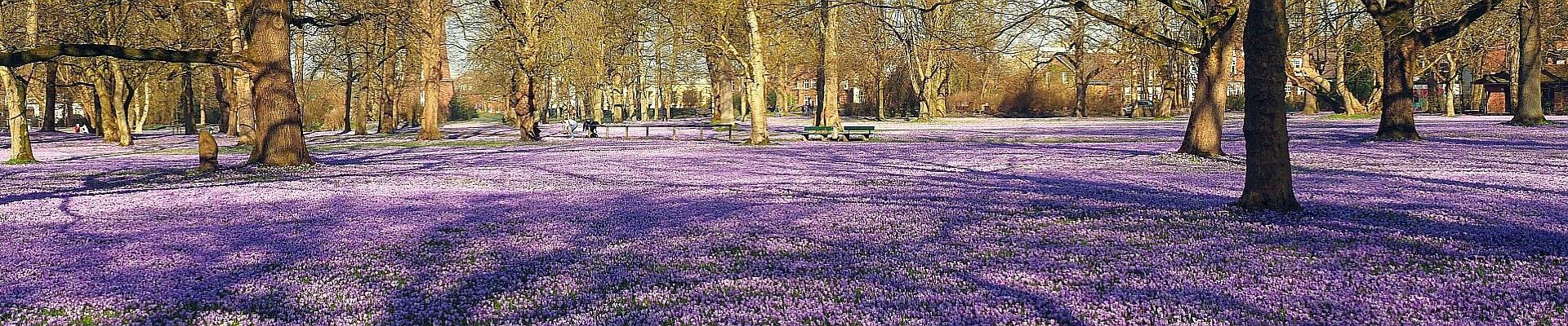 Reise zur Krokusblüte nach Husum