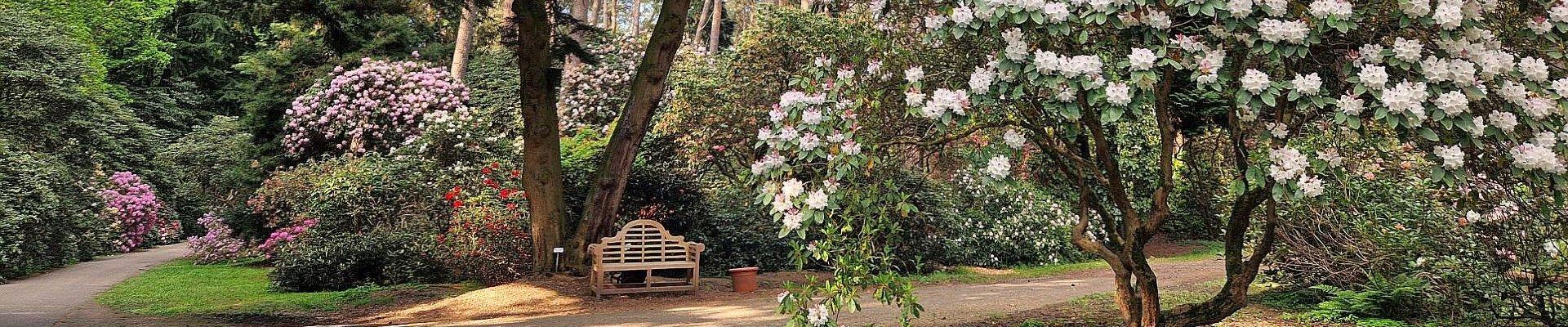 Rhododendron Blüte im Ammerland