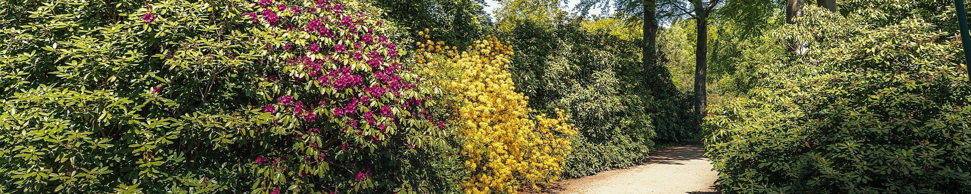 Rhododendronpark Graal -Müritz © Tourismus- und Kur GmbH Graal-Müritz-André Pristaff