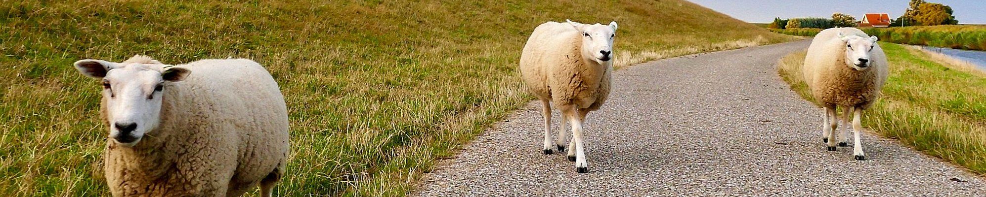 Schafe am Deich © Ria auf Pixabay