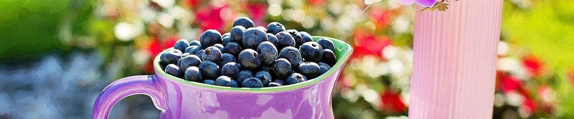 Tagesfahrten im August 2025 - Blaubeeren am Steinhuder Meer