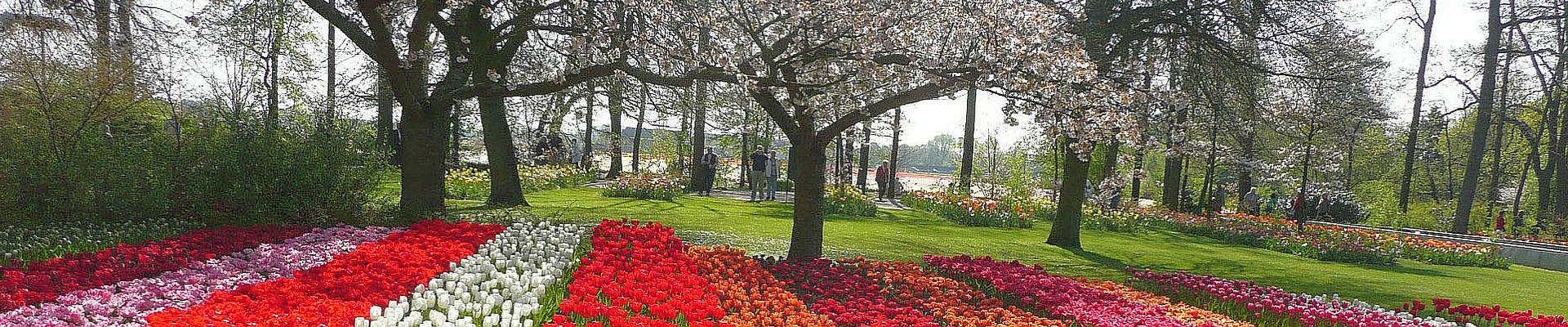 Busreise nach Holland und Belgien - Tulpenblüte mal anders