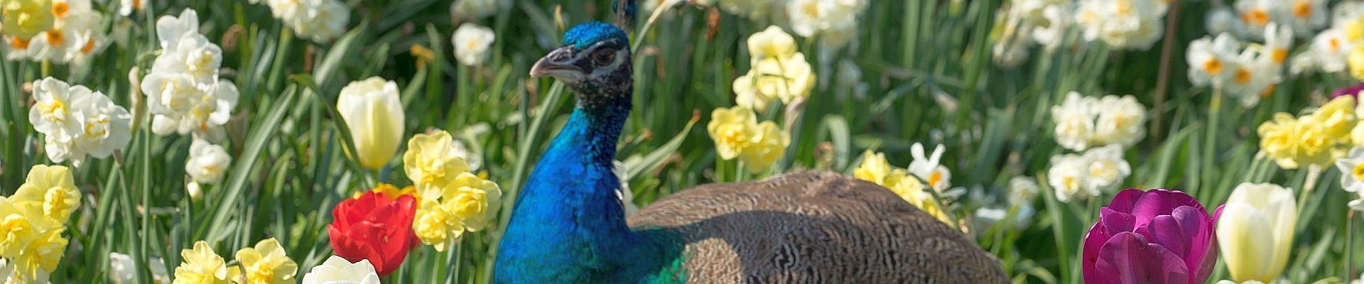 Zum Vogelpark nach Walsrode - Tagesfahrten im März 2026