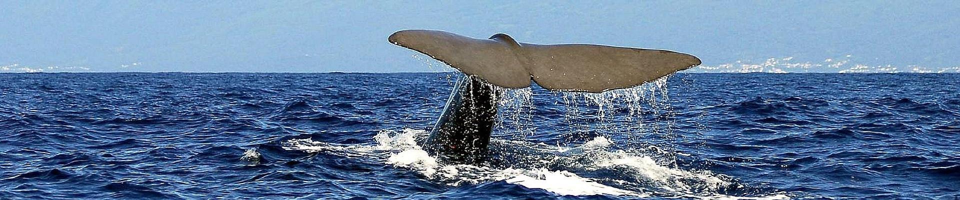 Flugreise Azoren - Walbeobachtung vor Sao Miguel