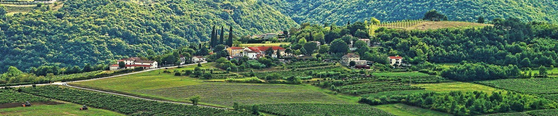 Weinberge auf Istrien © Vanessa Desiré Dazzy auf Pixabay