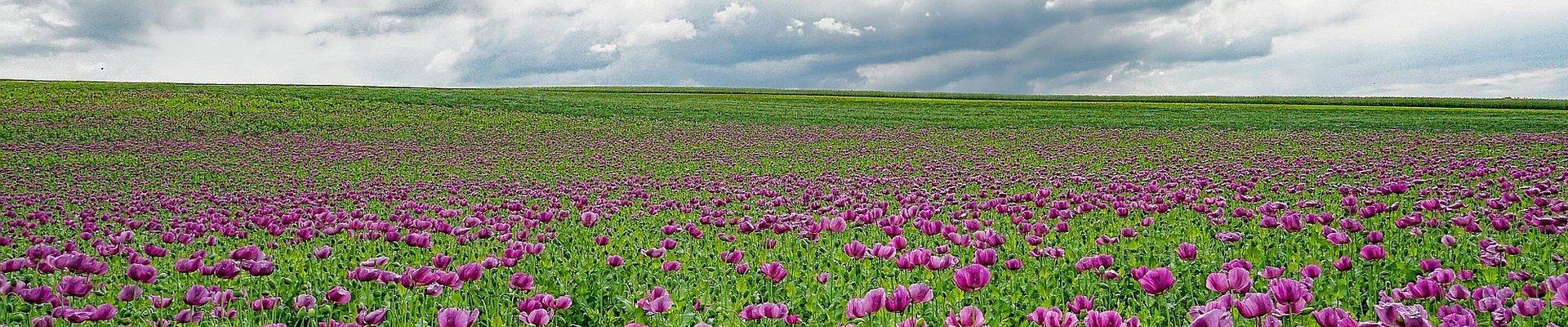 Zur Mohnblüte ins Frau Holle Land 29.06.25 - Tagesfahrten im Juni 2025