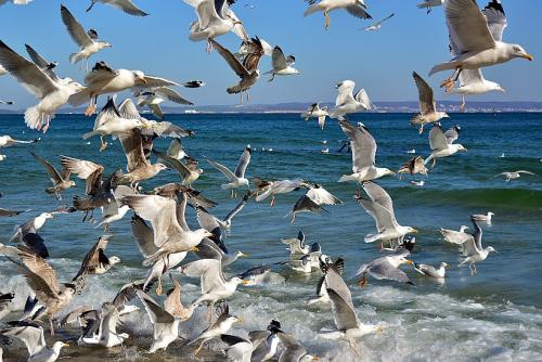 An der Ostsee © Juergen auf Pixabay