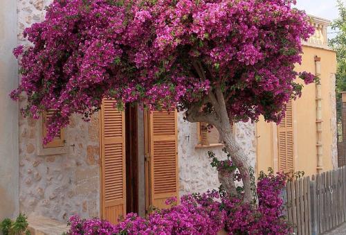 Bouganvillea auf Mallorca © Ralf Beilstein auf Pixabay