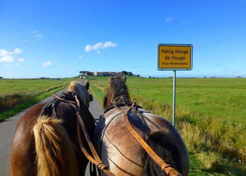 Hallig Hooge © Pixabay