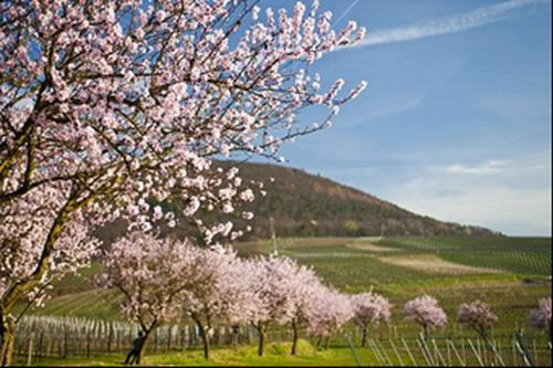 Mandelpfad in der Pfalz