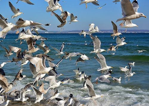 Saisonabschlussreise Insel Rügen - Möwen © Jürgen auf Pixabay