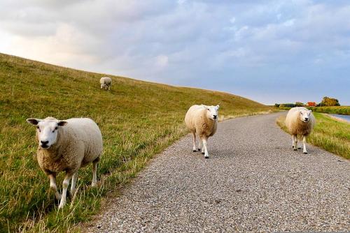 Radtour Ostfriesland und Emsland - Schafe am Deich