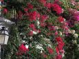 Bouganvillea auf Mallorca © Anne und Saturino Miranda auf Pixabay