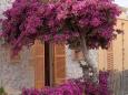 Bouganvillea auf Mallorca © Ralf Beilstein auf Pixabay