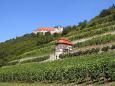 Die Neuenburg bei Freyburg © Saale-Unstrut-Tourismus e.V.